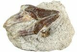 Fossil Primitive Whale (Pappocetus) Molar in Situ - Morocco #238074-1